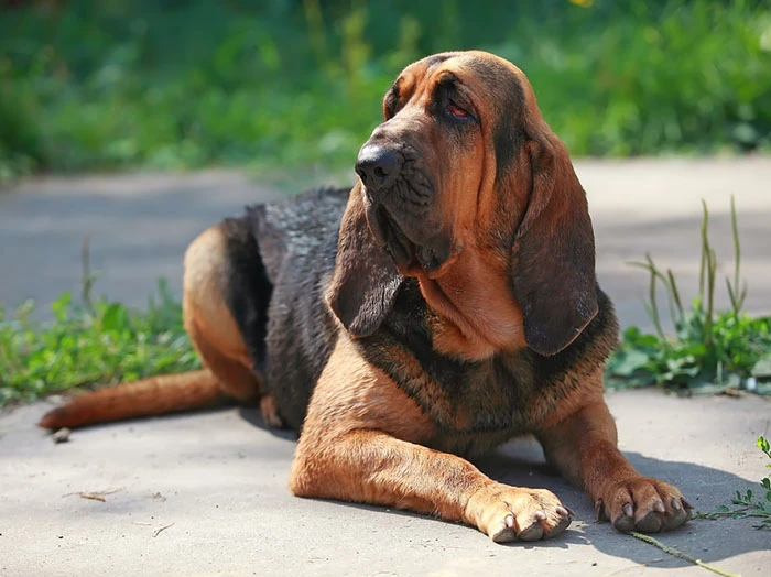 Bloodhound Köpek Irk Rehberi gallery 4