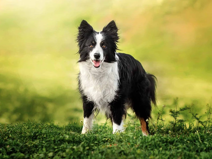 Border Collie Irk Rehberi