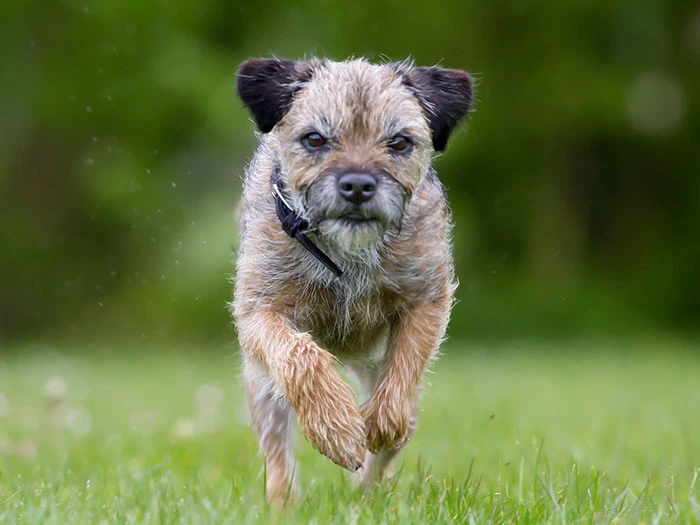 Border Terrier Irk Rehberi gallery 4