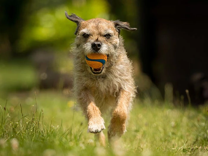 Border Terrier Irk Rehberi gallery 2