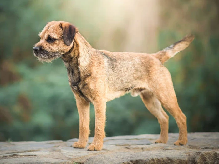 Border Terrier Irk Rehberi gallery 1