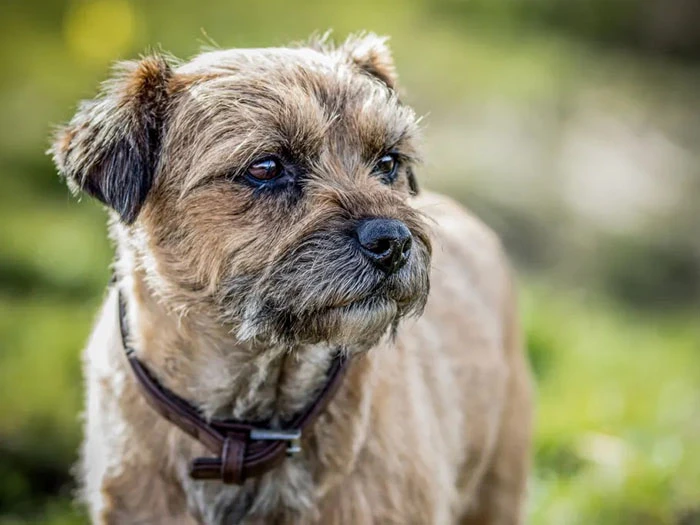 Border Terrier Irk Rehberi gallery 3