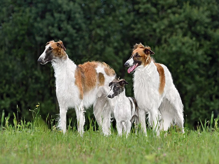Borzoi (Borzoy) Irk Rehberi gallery 2