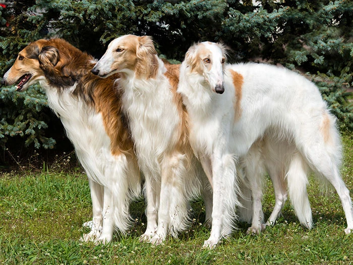 Borzoi (Borzoy) Irk Rehberi gallery 4