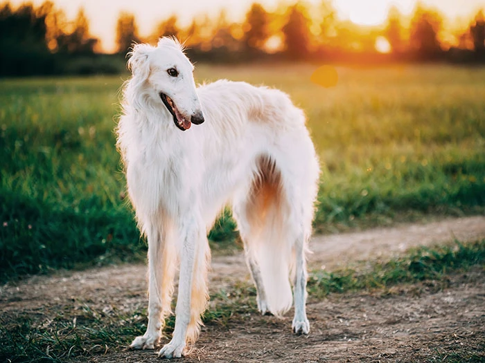 Borzoi (Borzoy) Irk Rehberi gallery 1