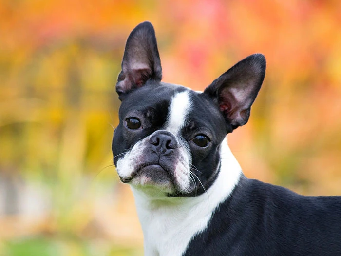Boston Terrier Irk Rehberi gallery 3