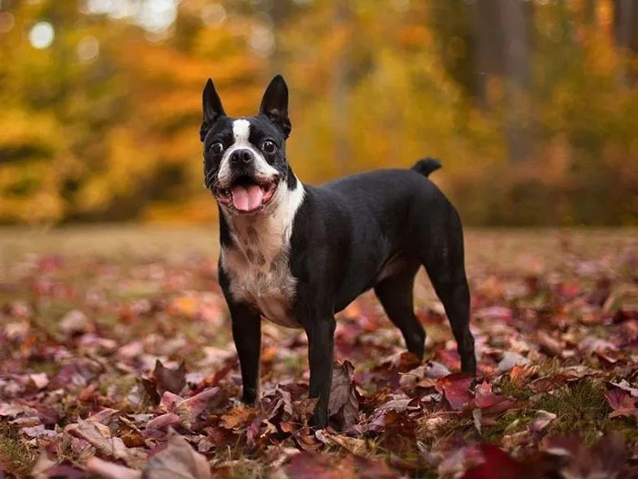 Boston Terrier Irk Rehberi gallery 4