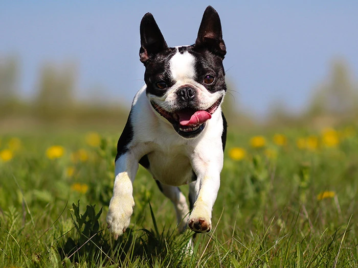 Boston Terrier Irk Rehberi gallery 2