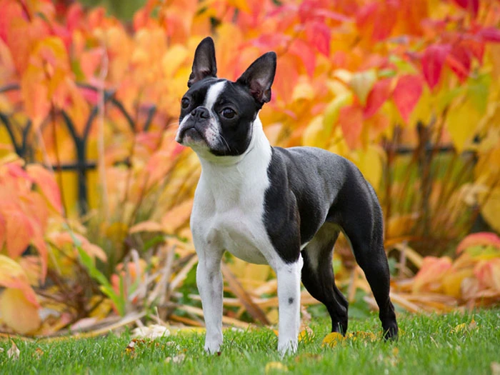 Boston Terrier Irk Rehberi gallery 1
