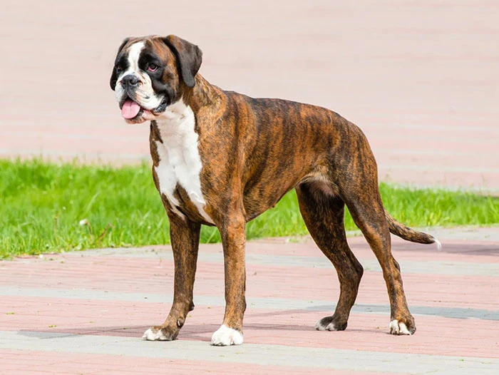 Boxer Köpek Irk Rehberi gallery 3