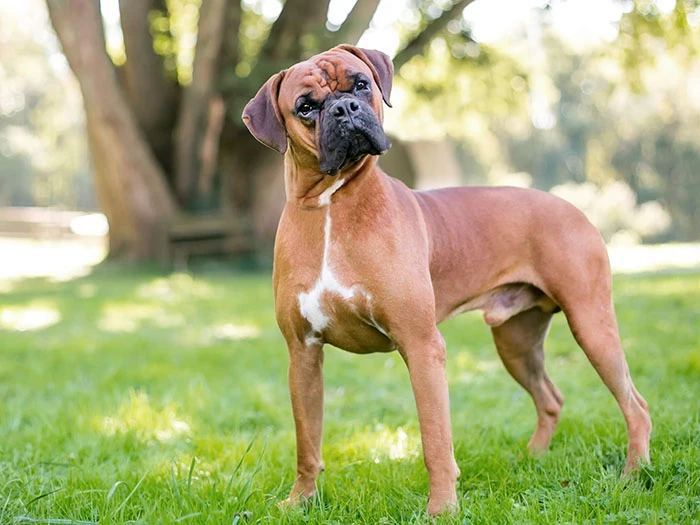Boxer Köpek Irk Rehberi gallery 1