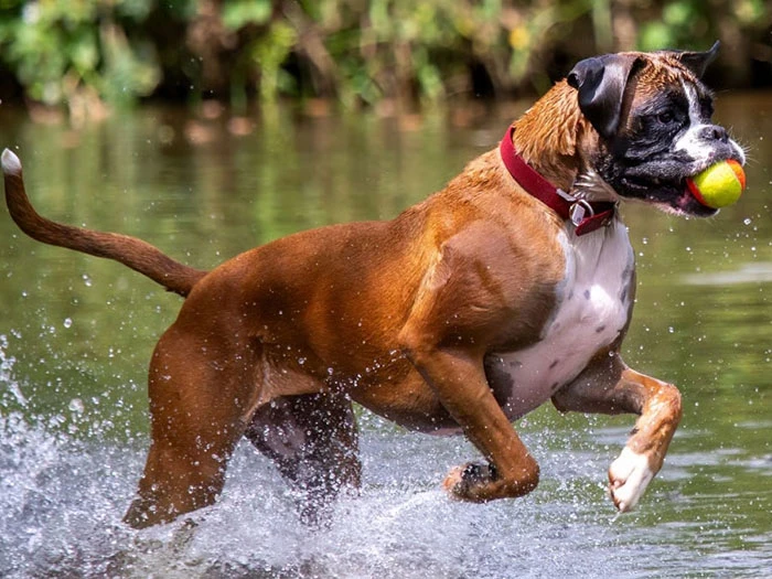 Boxer Köpek Irk Rehberi gallery 4