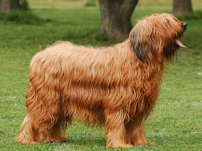 Briard (Brie Çoban Köpeği) Irk Rehberi gallery 4
