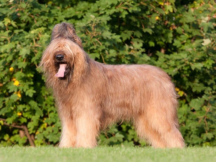 Briard (Brie Çoban Köpeği) Irk Rehberi gallery 3