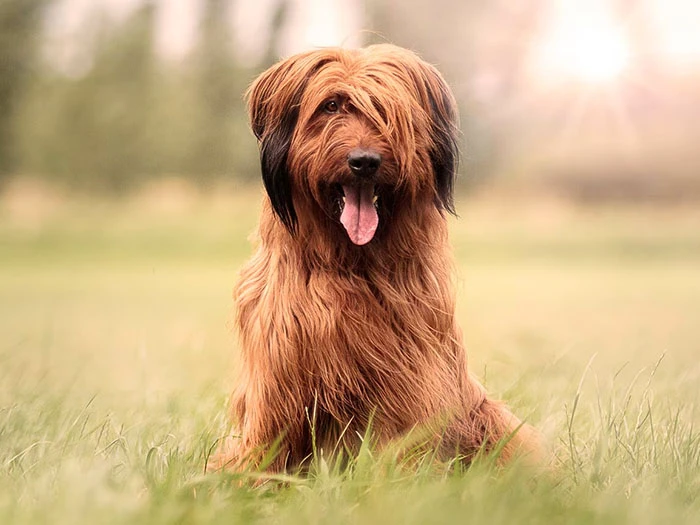 Briard (Brie Çoban Köpeği) Irk Rehberi gallery 2