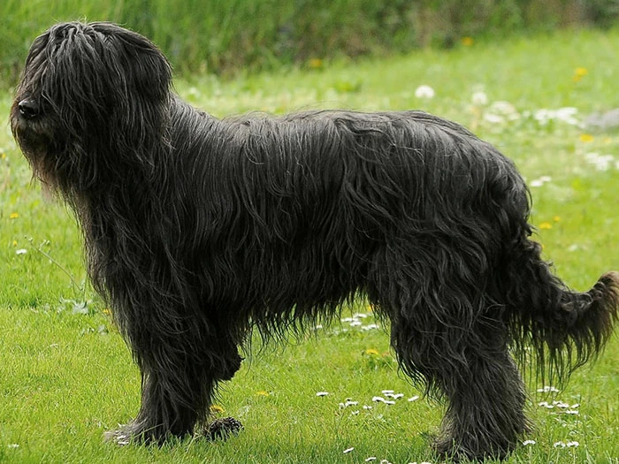 Briard (Brie Çoban Köpeği) Irk Rehberi gallery 1