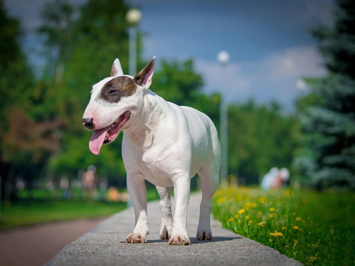 Bull Terrier Irk Rehberi gallery 2