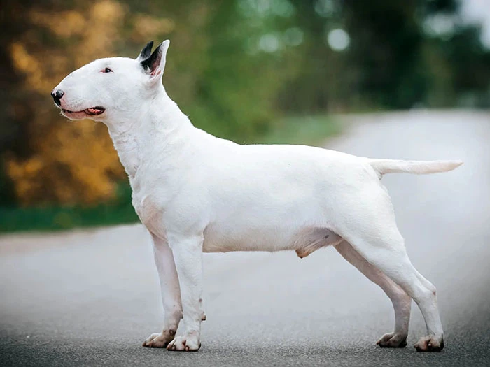 Bull Terrier Irk Rehberi gallery 3
