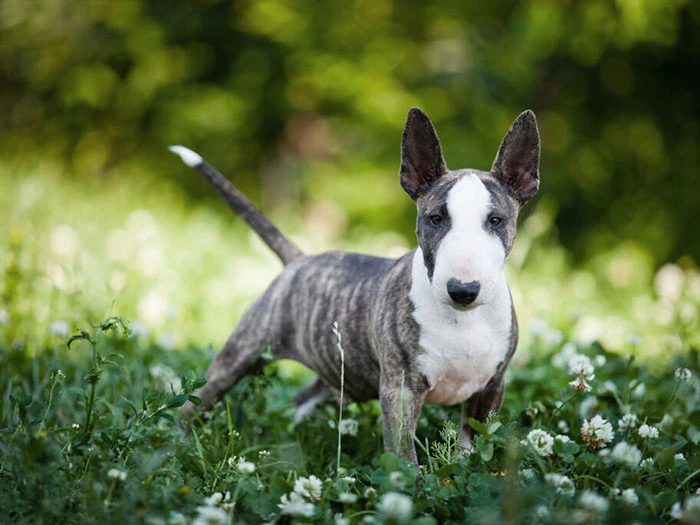 Bull Terrier Irk Rehberi gallery 4