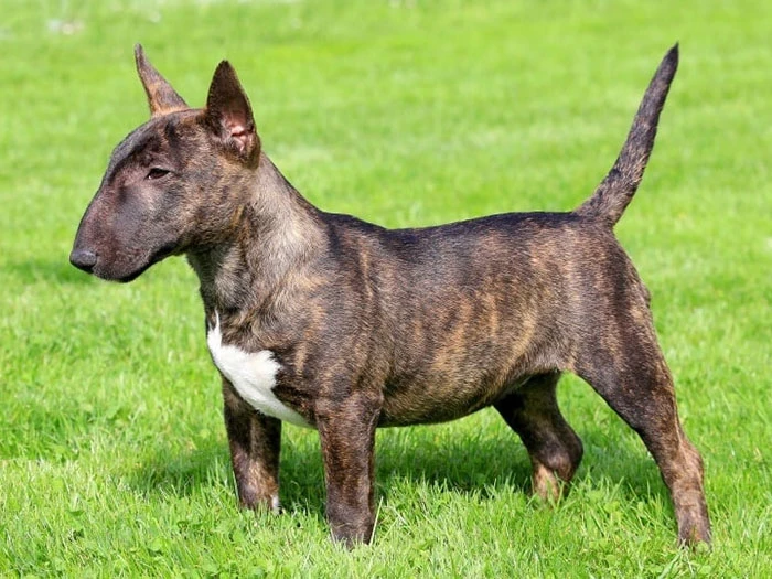 Bull Terrier Irk Rehberi gallery 1