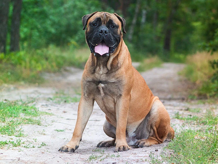 Bullmastiff Irk Rehberi gallery 4