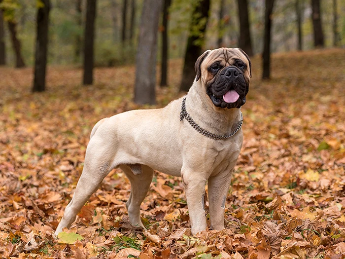 Bullmastiff Irk Rehberi gallery 1
