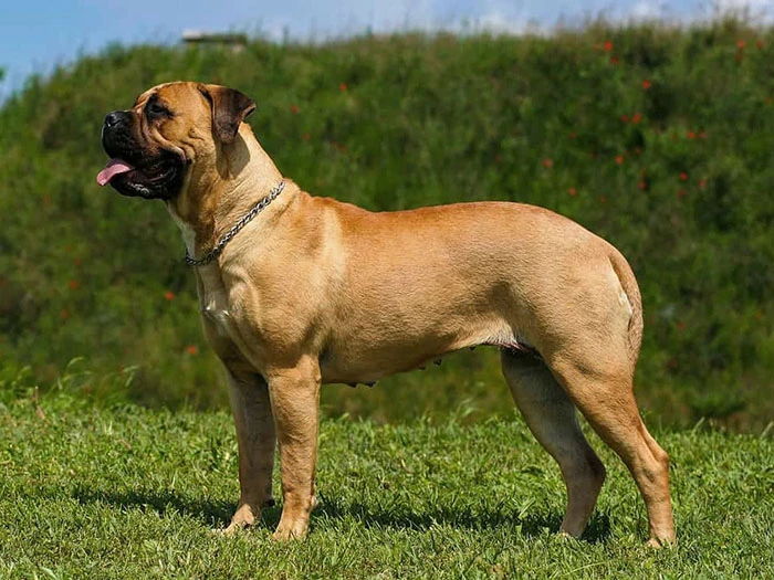 Bullmastiff Irk Rehberi gallery 2