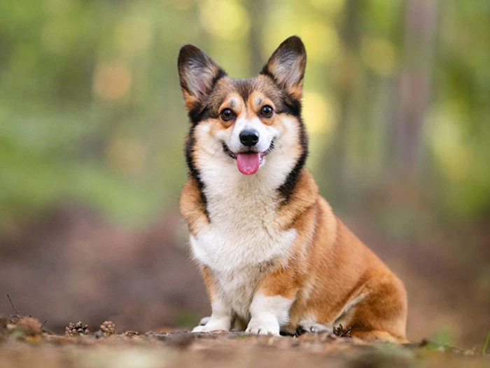 Cardigan Welsh Corgi Köpek Irk Rehberi gallery 1