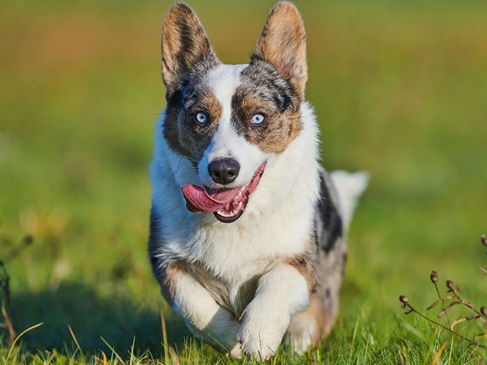 Cardigan Welsh Corgi Köpek Irk Rehberi gallery 3