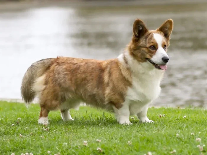 Cardigan Welsh Corgi Köpek Irk Rehberi gallery 4