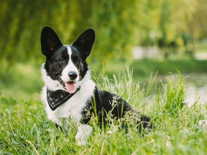 Cardigan Welsh Corgi Köpek Irk Rehberi gallery 2