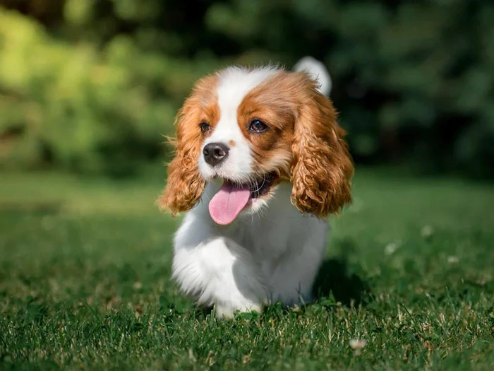 Cavalier King Charles Spaniel Köpeği Irk Rehberi gallery 3