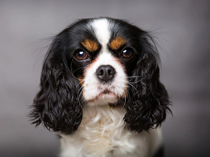 Cavalier King Charles Spaniel Köpeği Irk Rehberi gallery 4