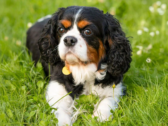 Cavalier King Charles Spaniel Köpeği Irk Rehberi gallery 2
