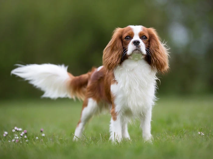 Cavalier King Charles Spaniel Köpeği Irk Rehberi gallery 1