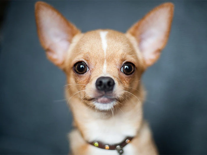 Chihuahua Köpek Irk Rehberi gallery 4