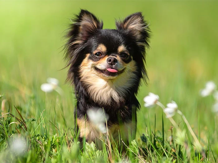 Chihuahua Köpek Irk Rehberi gallery 1