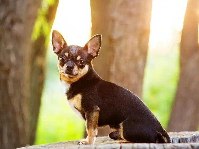 Chihuahua Köpek Irk Rehberi gallery 3