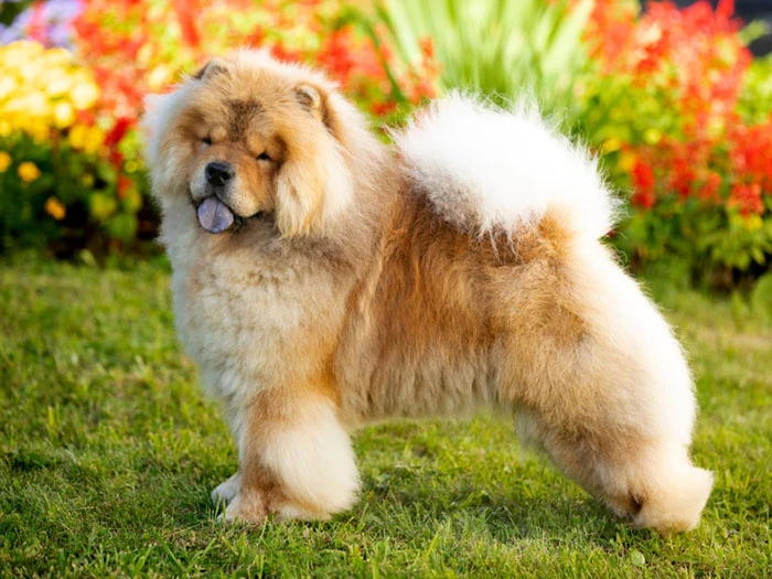 Chow Chow Köpek Irk Rehberi gallery 1