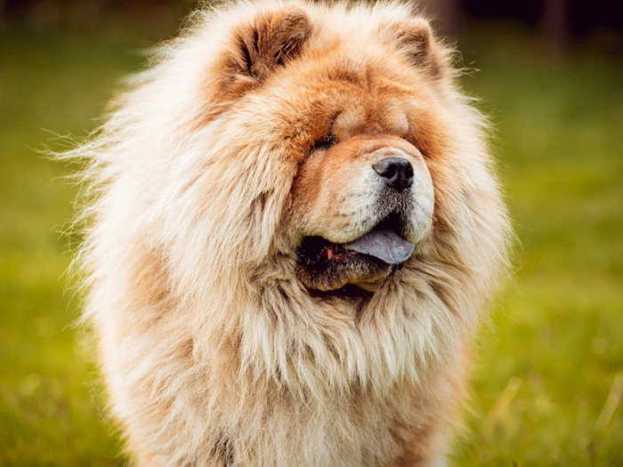 Chow Chow Köpek Irk Rehberi gallery 2
