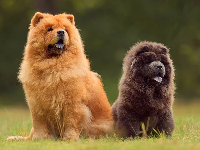 Chow Chow Köpek Irk Rehberi gallery 3