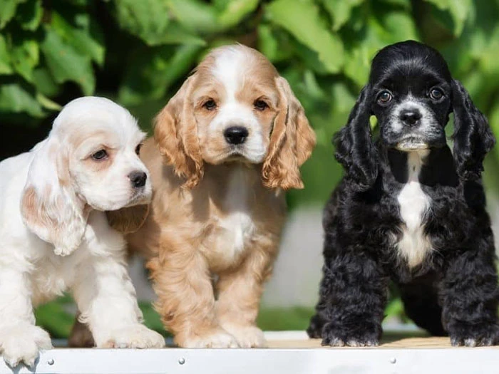 Cocker Spaniel Köpek Irk Rehberi gallery 3