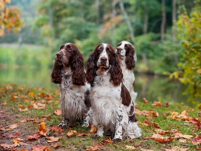 Cocker Spaniel Köpek Irk Rehberi gallery 4