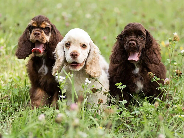 Cocker Spaniel Köpek Irk Rehberi gallery 2