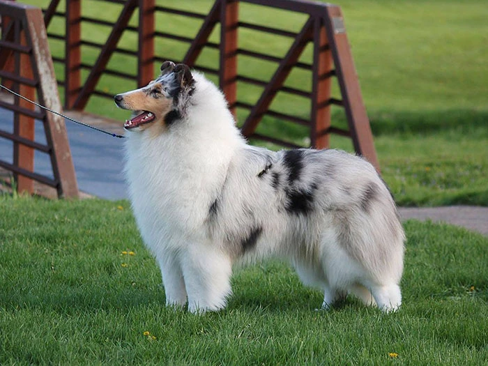 Collie Köpek Irk Rehberi gallery 4