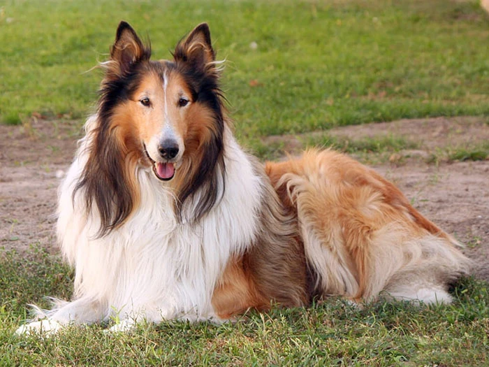 Collie Köpek Irk Rehberi gallery 3