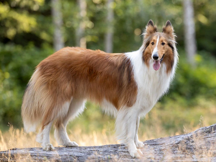 Collie Köpek Irk Rehberi gallery 1