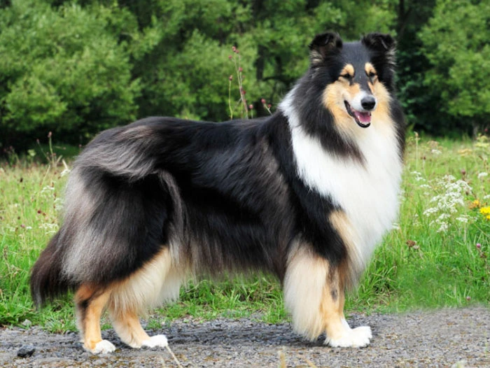 Collie Köpek Irk Rehberi gallery 2