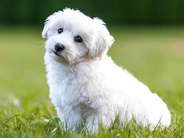 Coton de Tulear Köpek Irk Rehberi gallery 4