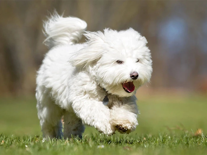 Coton de Tulear Köpek Irk Rehberi gallery 2